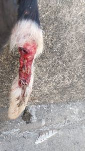 cirugia no rabo da minha cachorra 