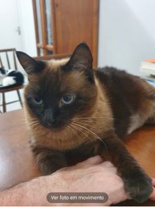 Ajude a Hannah a continuar viva!