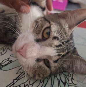 Ajuda para o tratamento do gatinho Cristofer! 