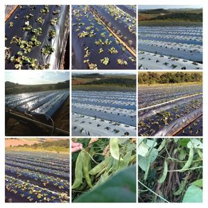 O pequeno agricultor 