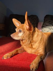 Tratamento de saude da Kiara