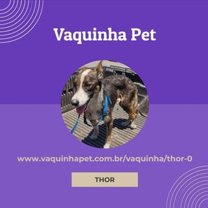 Thor, foi encontrado abandonado na rua foi levado pra ONG e foi alimentado por dois dias levamos ele na clínica veterinária e foi descoberto um defeito da pata de trás dele optamos por fazer uma cirurgia e colocar uma tala pra corrigir a pata dele para que ele possa ter uma vida saudável, qualquer valor e bem vindo desde de já agradecemos a contribuição de todos.  