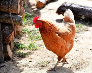 Reabertura do Sanjão, com suas galinhas felizes