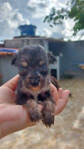  Precisamos de VOCÊ, pois a dor não pede licença.