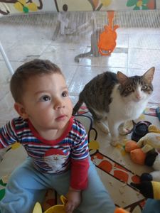 Ajuda para nosso lar de gatinhos bolofofos