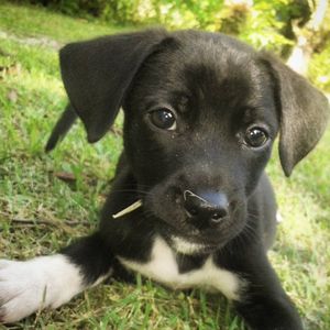 Ajude a Salvar a Vida do Zeus: Cirurgia Urgente Após Atropelamento