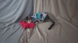 Ajudem a Leoparda viver!