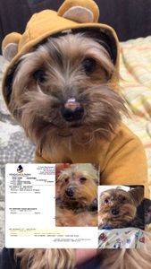 Tratamento Leishmaniose Filipe