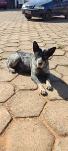 Quimioterapia da Capivara