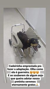 Fisioterapia para Pretinha voltar a andar 