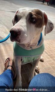 Associação Formosense Anjos de Quatro Patas 