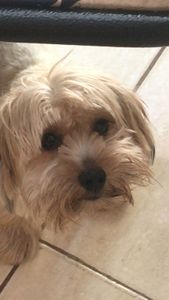 Ajude a lina na cirurgia da piometra e tratamento da arliquiose