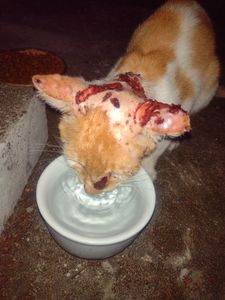 Me ajude a savar Bart