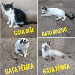 Castração dos gatos 
