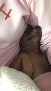 Viajem com meu cachorrinho 