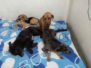 Amiguinhos meu Amores meu