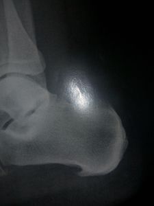 Ajudar a Vivi construir sua casinha e fazer seu tratame