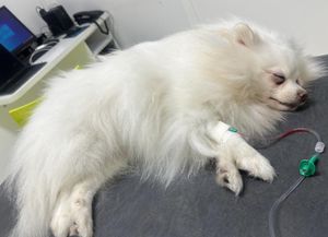 Um coração novo para o Lucky 