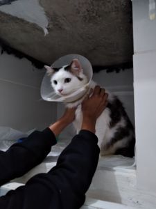 Cirurgia de penectomia