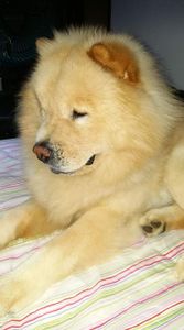 Cirurgia E Prótese Displasia Coxofemoral Bilateral + Castração