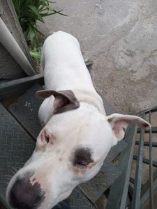 Cirurgia no olho do Thor 