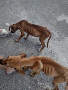 ALIMENTOS E REMÉDIOS 