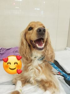 Pluto Radiante: Fisioterapia para uma vida Boa