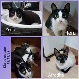 Resgate de 3 gatinhos