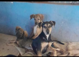 Ajuda para comprar ração e custos com veterinário 