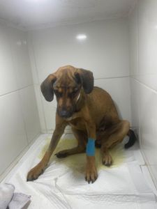 Pagar tratamento Caramela na clínica veterinária