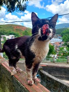 Me ajudem a salvar a vida desse gatinho!