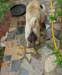 "Betina" merece mais cuidado ...