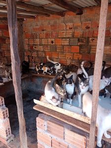 Doação para abrigo de animais abandonados