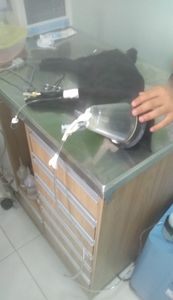 Ajude no tratamento do Chico.