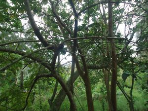 Construção do Lar e Plantio