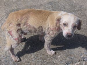 Ajuda para pagar o veterinario 