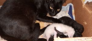 AJUDE A CASTRAR A GATINHA DE RUA PÉROLA.