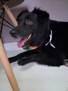 Campanha para ajudar com o tratamento do bolt