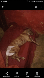 Me ajudem com esses cachorros