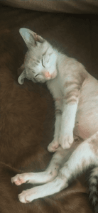 Ajude Luke, o gatinho