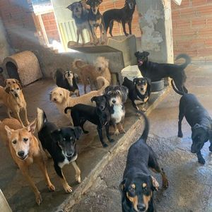 Você pôde ajudar com qualquer quantia 