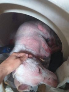 Pandora cachorrinha Albina