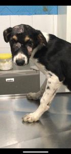 Cuidar desse doguinho!!