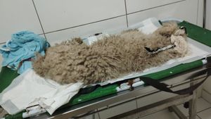 Ele foi atropelado e precisa de você