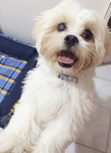 AJUDE O FLOQUINHO A VENCER