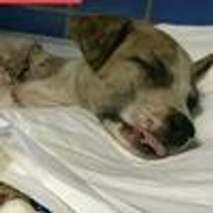 Cirurgia De Próteses Para Bolinha