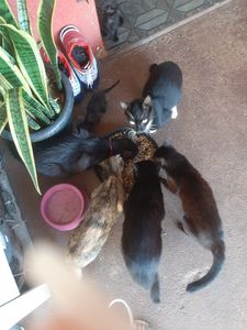 Ajuda para os gatos de rua.