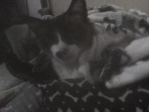 Criação do sonhado gatil 