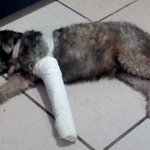 Ajudar com a cirugia da minha pata