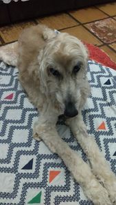 AJUDEM  NA CIRURGIA DE SADIE MARIA